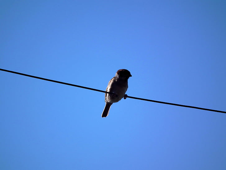 bird, sparrow, sky, wire, blue sky, blue, brown