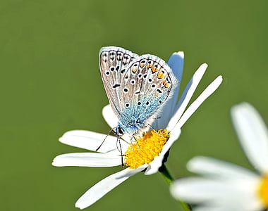 insekt, natur, Live, Butterfly - insekt, Sommer, dyr, skjønnhet i naturen