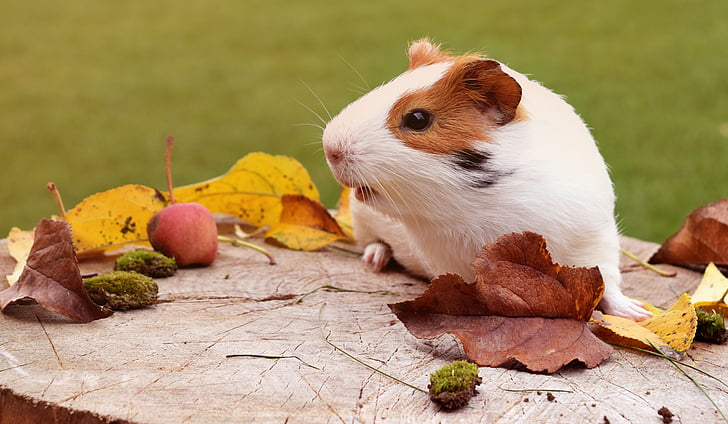 guinea pig, pig, fuzz, autumn, animal, guinea, pet