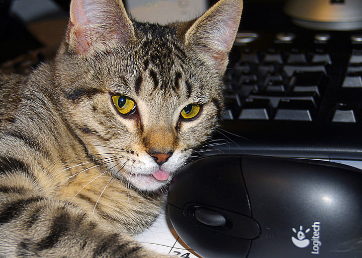 tabby, cat and mouse, keybord, feline, animal, pet, close-up