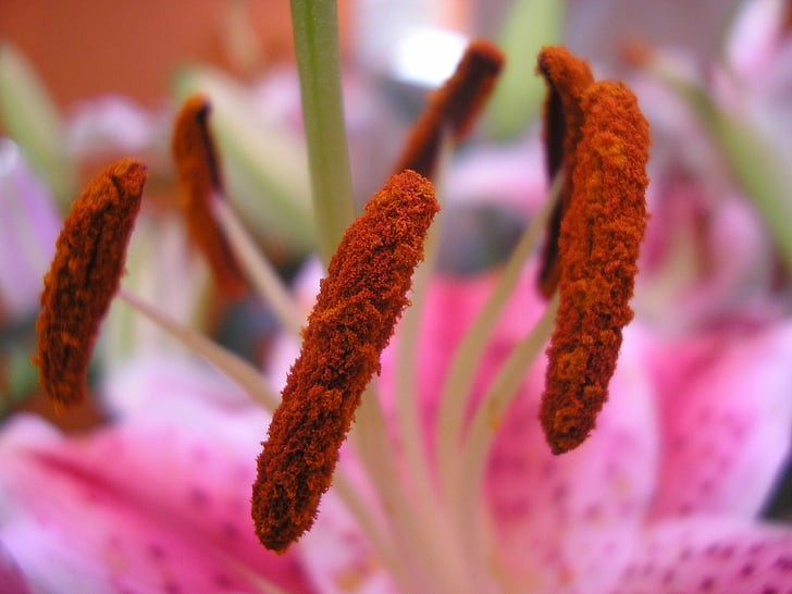 flor, naturaleza, planta, macro, Close-up