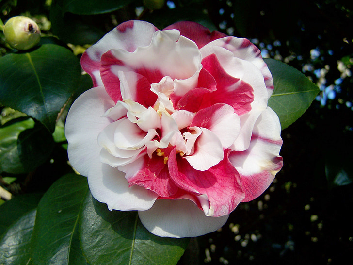 Camellia, flori roz şi alb, arbust, natura, petale, plante, floare
