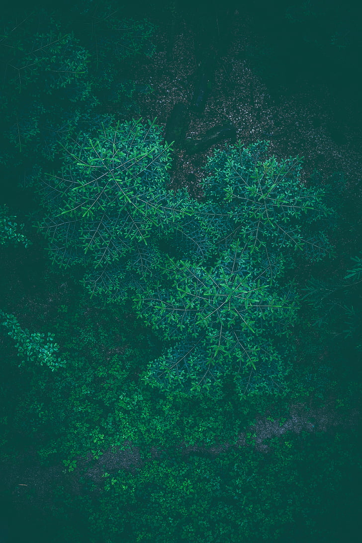 green, plants, leaves, trees, nature, autumn, forest