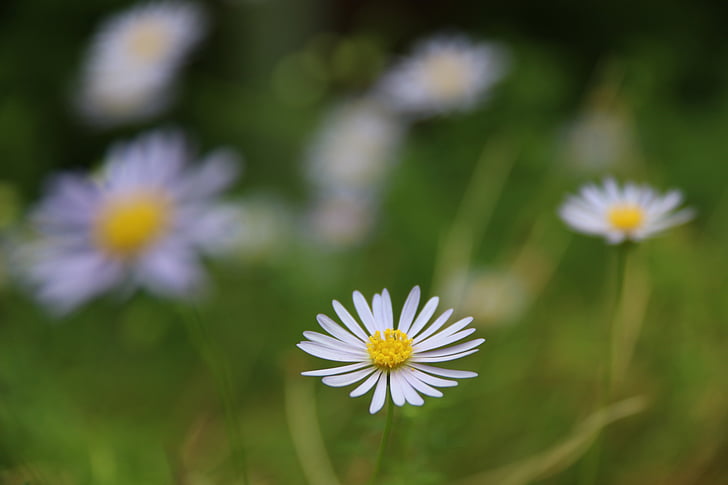 Daisy, kvet, Príroda, jar, krása, Kvetinová, krásny