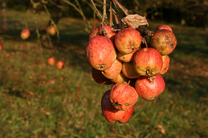 obuolių, rudenį, vaisių, derliaus, obelis, Gamta, medis