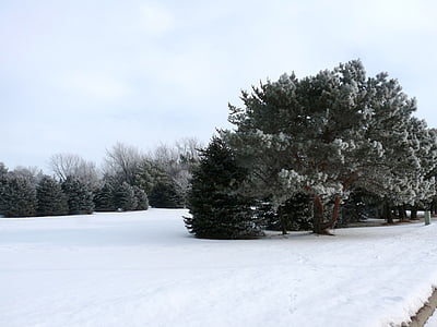 Χειμώνας, χιόνι, δέντρα, φύση, τοπίο, λευκό, αειθαλής