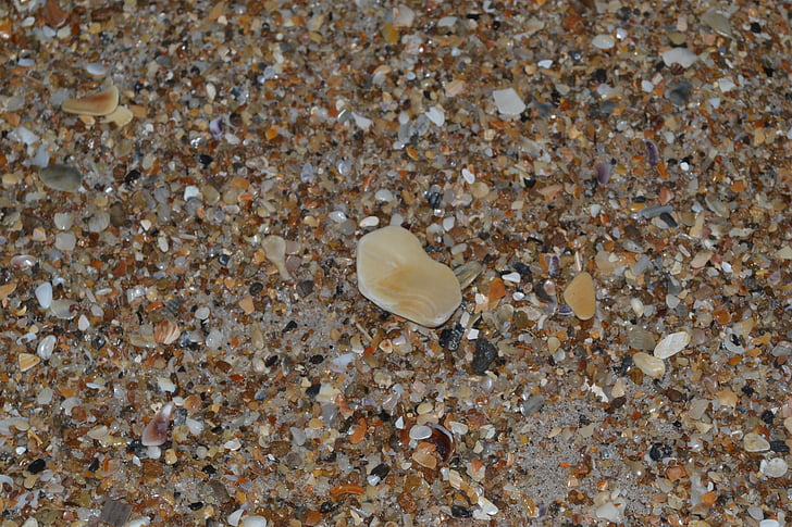 Muscheln, Sand, kleine, Strand, Oberfläche, Meer, Natur