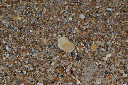 seashells, sand, small, beach, surface, sea, nature