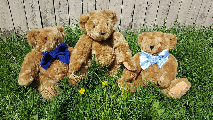 teddy, bear, grass, three bears