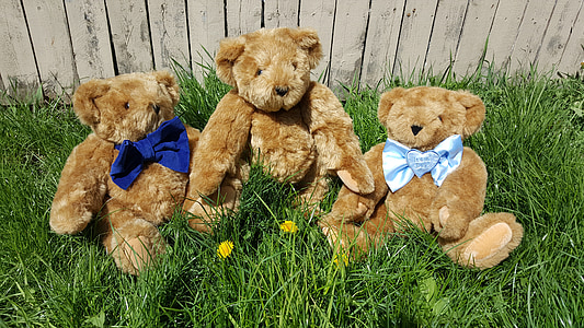 Teddy, Karhu, ruoho, kolme karhua