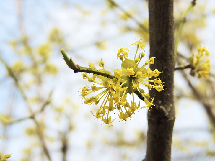 květ, Bloom, květ, fruegling, žlutá, Barva, Příroda