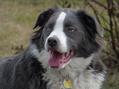 robnik škotski ovčarski pes, avstralski ovčar, pet, škotski ovčarski pes, pes, Avstralski, srčkano
