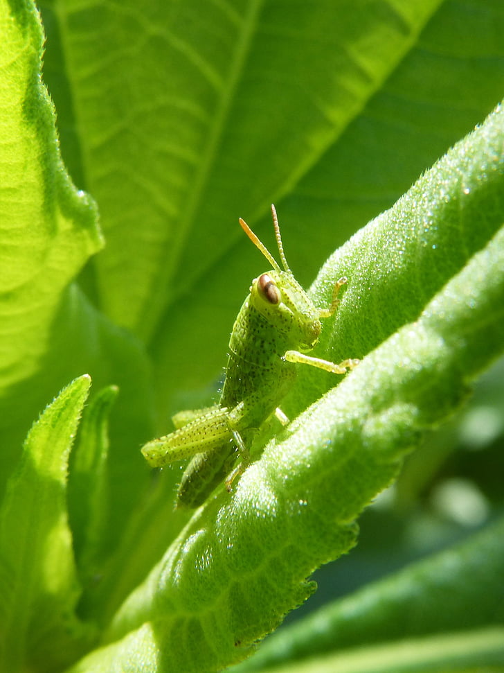 cricket grön prickig, grön gräshoppa, antenner, liten, orthopteron, Tiny, Hummer