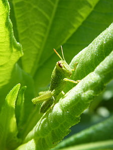verde de críquete pontilhada, Gafanhoto verde, antenas, pequeno, orthopteron, minúsculo, lagosta
