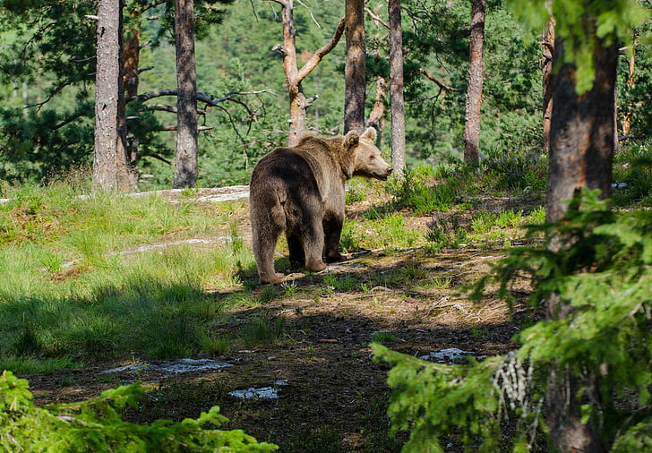 bear, animals, forest, the nature of the, three, trees, summer