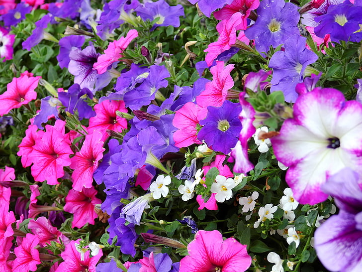 flowers, blossom, bloom, plant, nature, pink, violet
