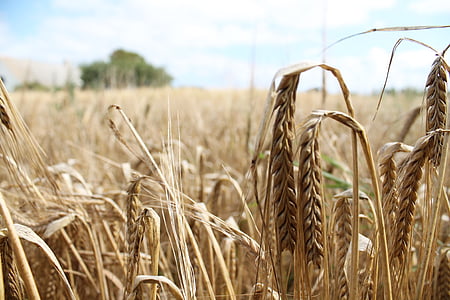 пшеница, поле, реколта, лято, живописна, Селско стопанство, жито поле