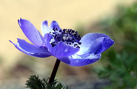 flor, Pistilo, macro, púrpura, naturaleza, polen, pétalos de