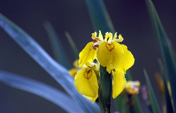Iris, lill, kollane, kroonleht, loodus, kevadel, kollane iiris