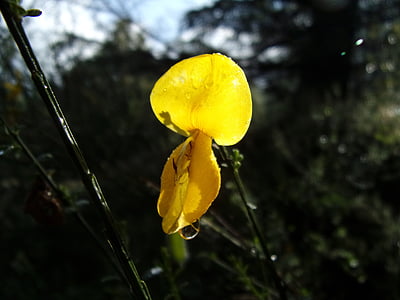 λουλούδι, σκούπα, φύση, Κίτρινο, μακροεντολή, φύλλο