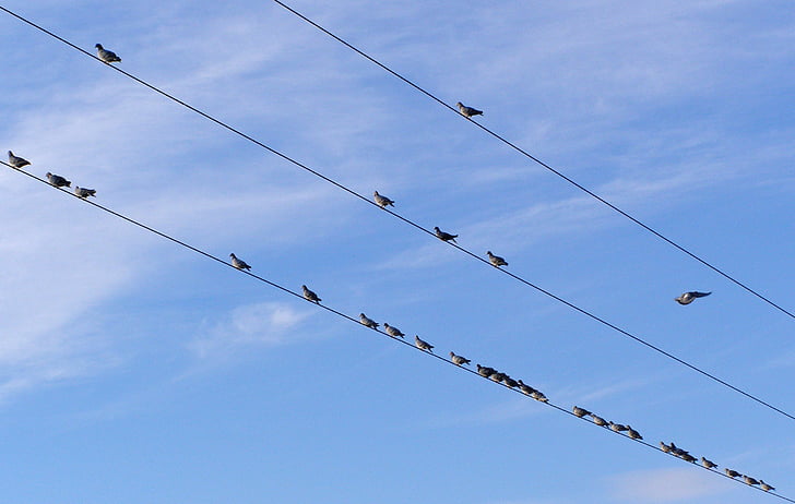 aves, cables eléctricos, palomas, cables, eléctrica, líneas de, animales