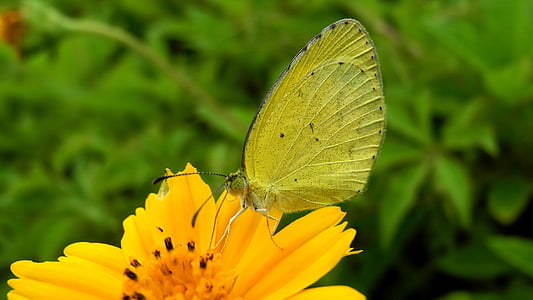 Schmetterling, Blume, Tapete