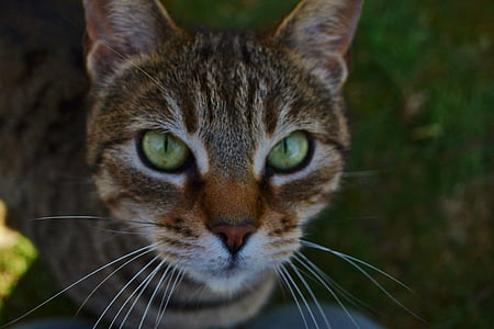 con mèo, màu xanh lá cây, Dễ thương, động vật, vật nuôi, lông thú, đôi mắt
