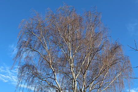 tree, sky, blue, nature, kahl, autumn, crown