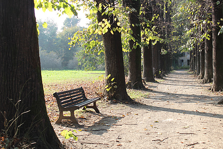 bench, park, autumn, trees, light, autumn woods, tree