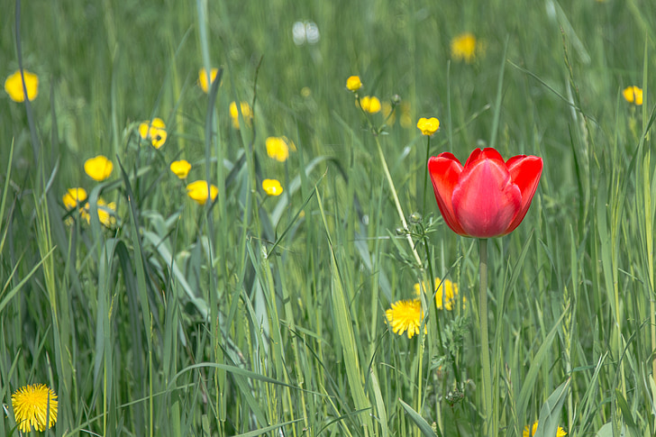 Tulip, õis, Bloom, kevadel, lill, punane, taim