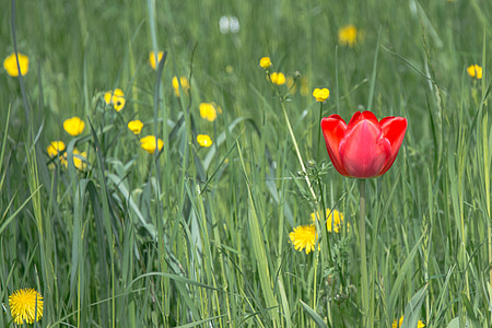 Tulip, kvet, kvet, jar, kvet, červená, rastlín