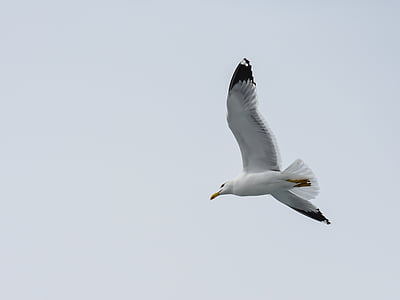 seagull, sea, bird, gull, nature, blue, white