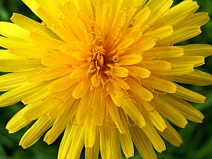 蒲公英, 黄色, 花, 宏观, 植物, 黄色的花, 花瓣