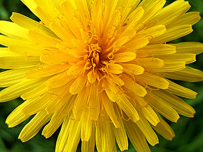 dandelion, yellow, flower, macro, plant, yellow flower, petals