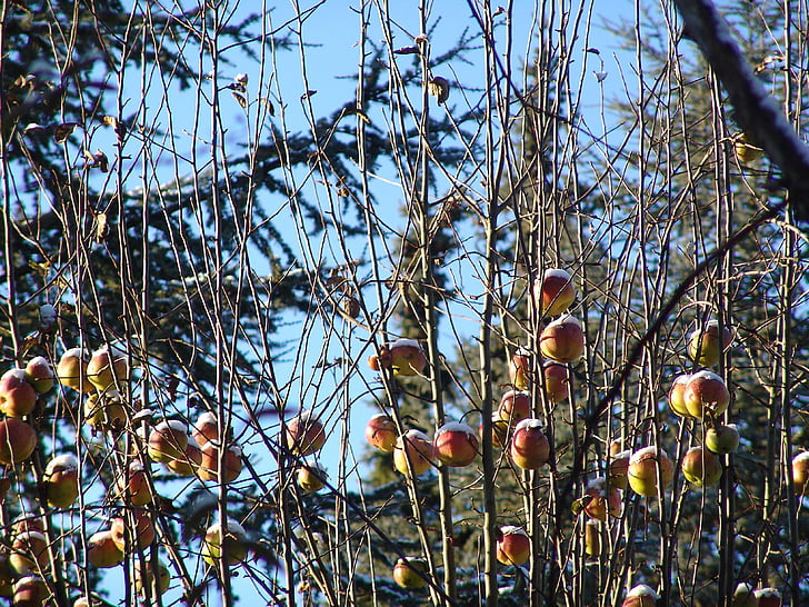 Zima, snijeg, jabuka, drvo jabuke, snježne, studen, hladno
