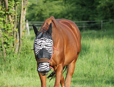 horse, fly mask, fly protection, head fly protection, saddle horse, coupling, horse head