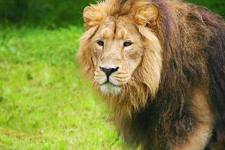løve, Zoo, chesterzoo, Chester zoo, dyr i zoologiske haver, dyr, Wildlife