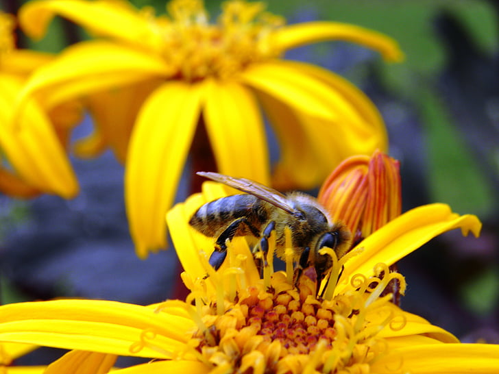 Pszczoła, kwiat, pyłek, makro, Natura