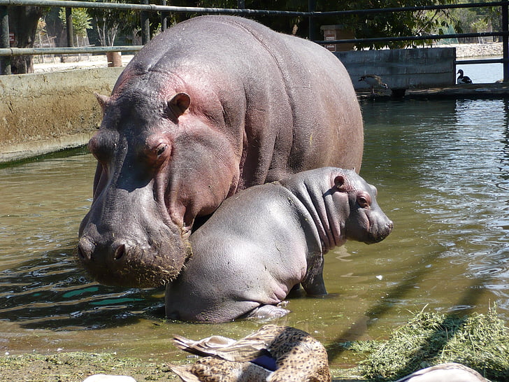 hippos, fauna, family, mother and son