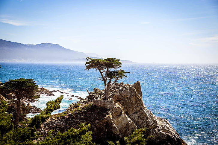 árbol, acantilado, roca, Costa, Costa, mar, Océano
