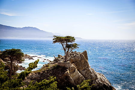 tree, cliff, rock, coast, shore, sea, ocean