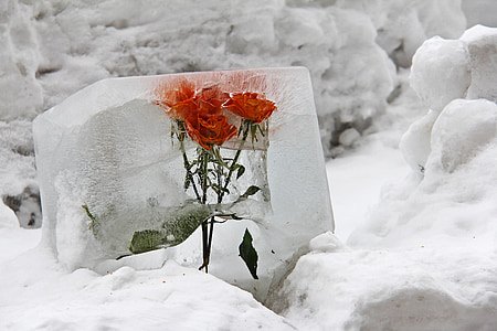 ดอกไม้, น้ำแข็ง, อาร์ตเดคโค, หวาน, น่ารัก, หิมะ, สวยงาม
