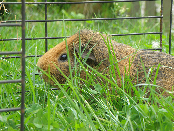 guinea-pig, male, agouti, red, cage, feast, grass