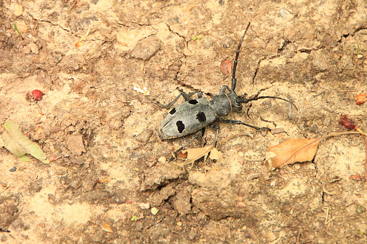 Beetle, must, bug, cerambycidae, funereus, sarved, morimus