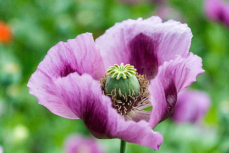 bunga opium, ungu, Blossom, mekar, Tutup, bunga, Perbungaan