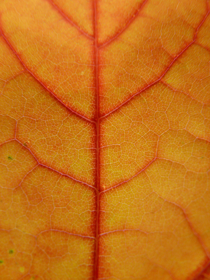 Leaf, sfarbenie, javorový list, javor, žily, pesto, červená