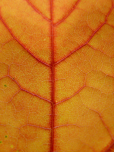 leaf, coloring, maple leaf, maple, veins, leaf veins, red