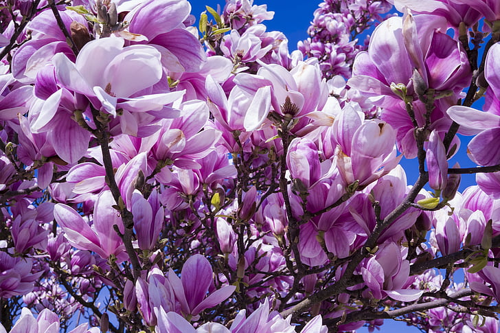Magnolia, lilled, roosa, magnoolia õis, blütenmeer, kevadel, magnoliengewaechs