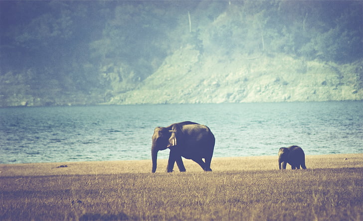 пейзаж, фотография, Слон, вблизи, большие, тело, воды