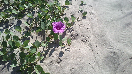 púrpura, hojas, arena, junto al mar, naturaleza, verano